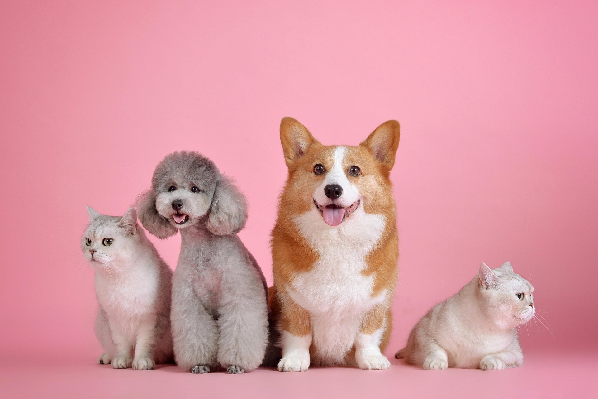 Adopt a Pet